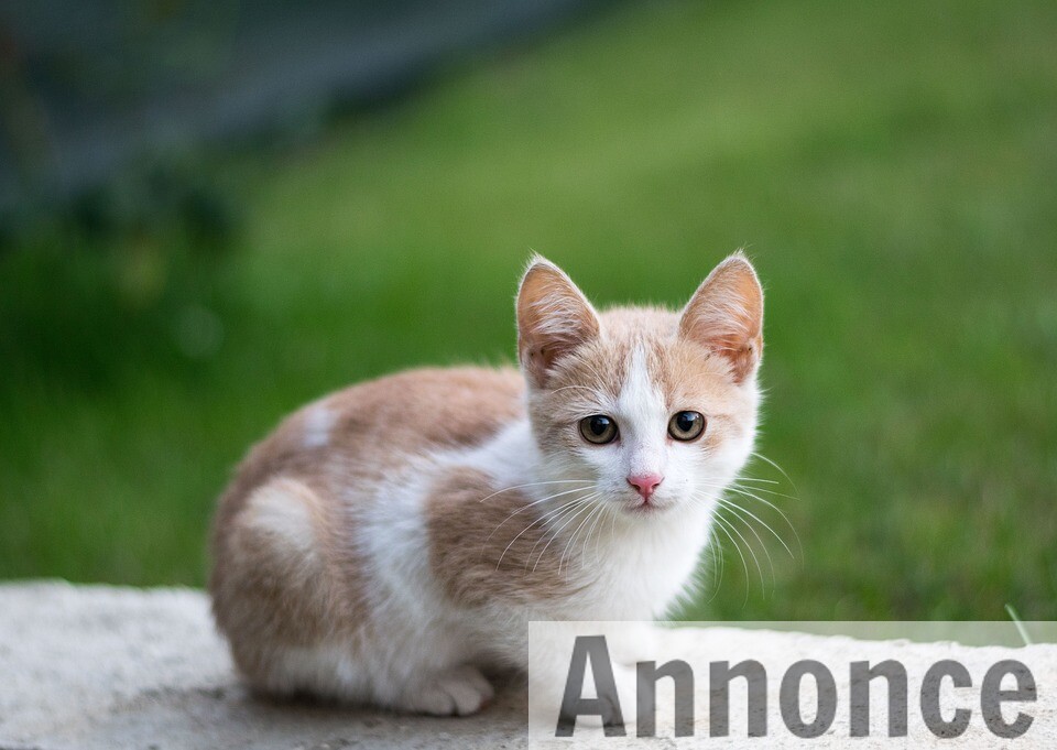 Er du parat til en kat? Er du parat til en kat?