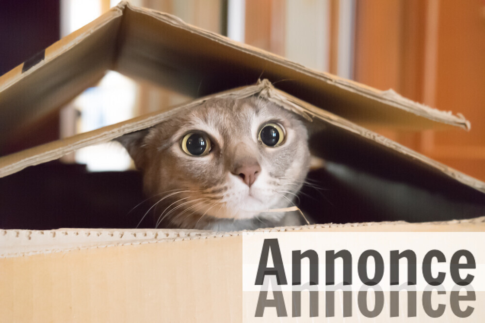 5 ting du får brug for, når du anskaffer dig en kat 5 ting du får brug for, når du anskaffer dig en kat