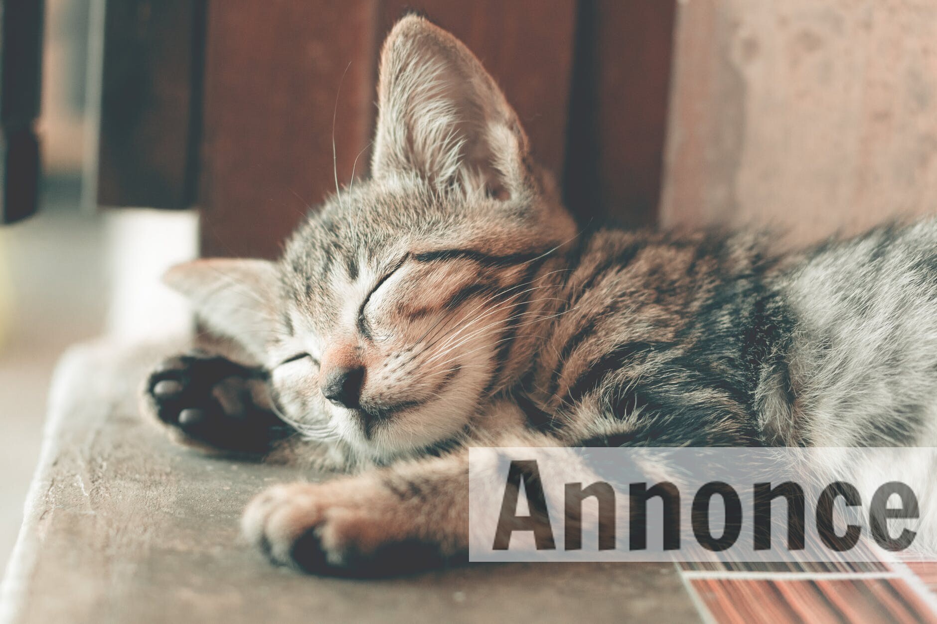 Har du lige fået ny kat? Dette skal du være opmærksom på Har du lige fået ny kat? Dette skal du være opmærksom på