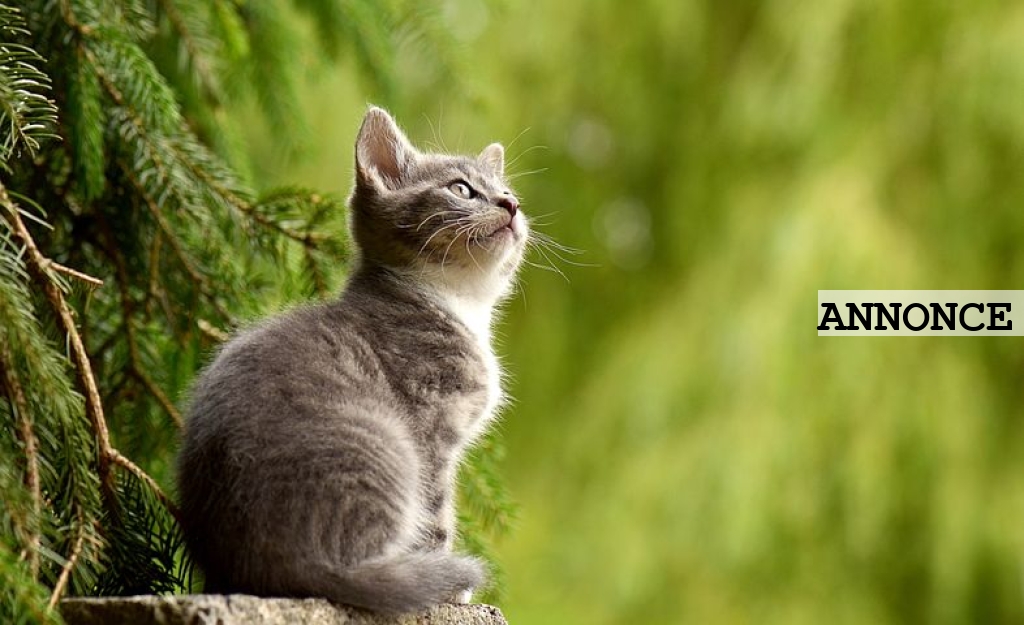 Udstyr til katte Udstyr til katte