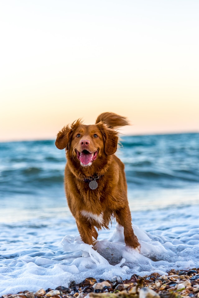Hvordan man vælger det rigtige hundehalsbånd til en stor hund Hvordan man vælger det rigtige hundehalsbånd til en stor hund